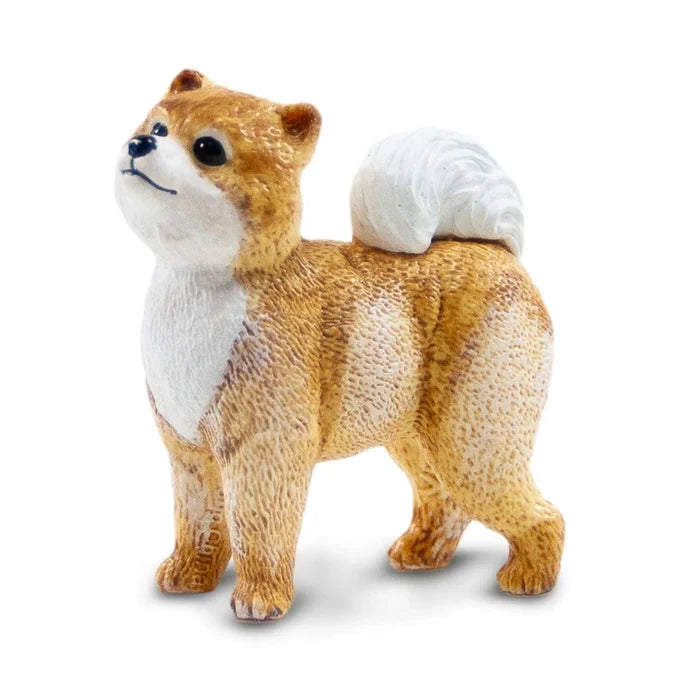 Dog Pomeranian