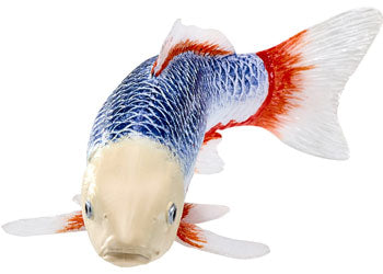 Koi Carp - Asagi Koi (Blue Red)