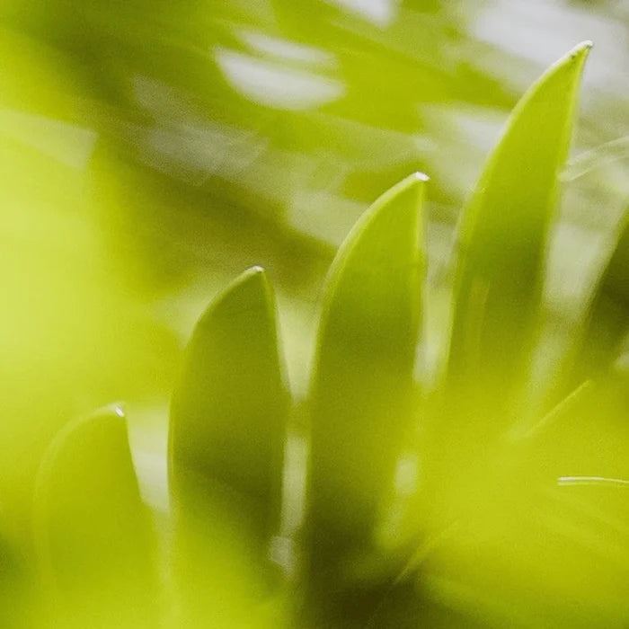 Kupu Eau de Parfum