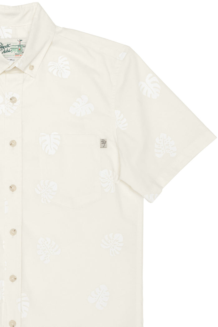 Monstera Ivory
