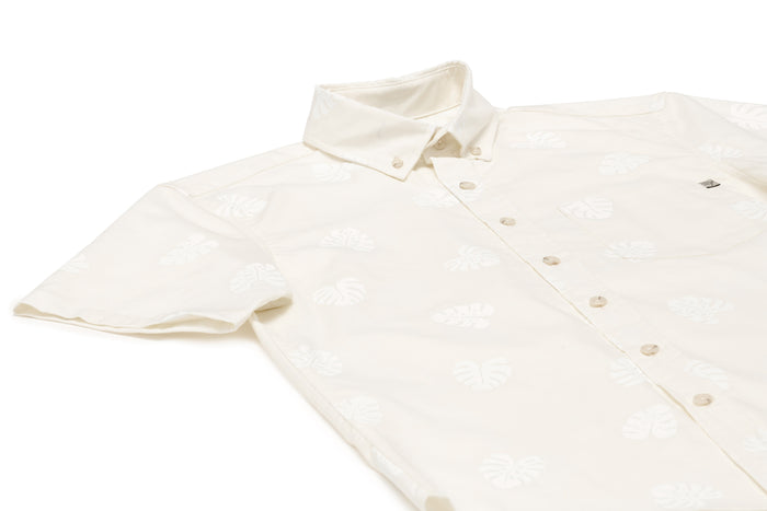 Monstera Ivory