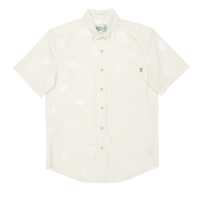 Monstera Ivory