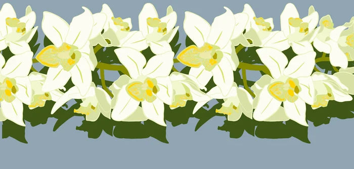 Orchid Pareo