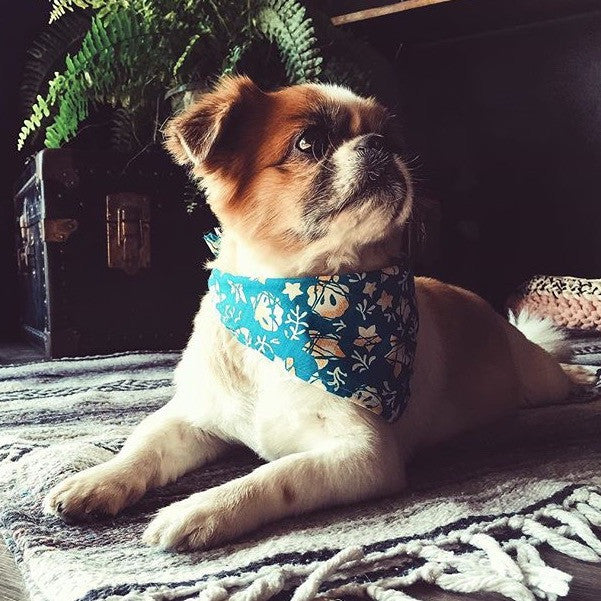 Pet 80's