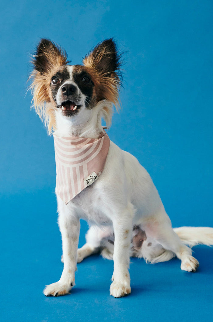 Pet Arco Mocha Mousse