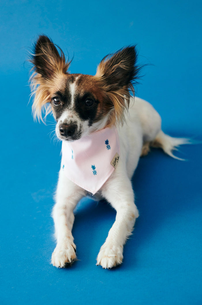 Pet Pale Pink Pineapple