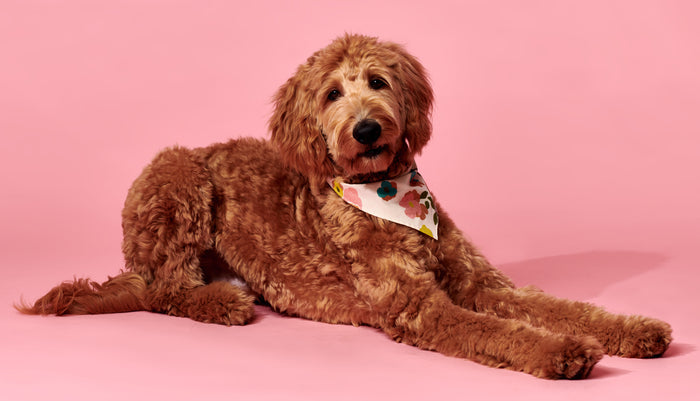 Pet Wallpaper Floral